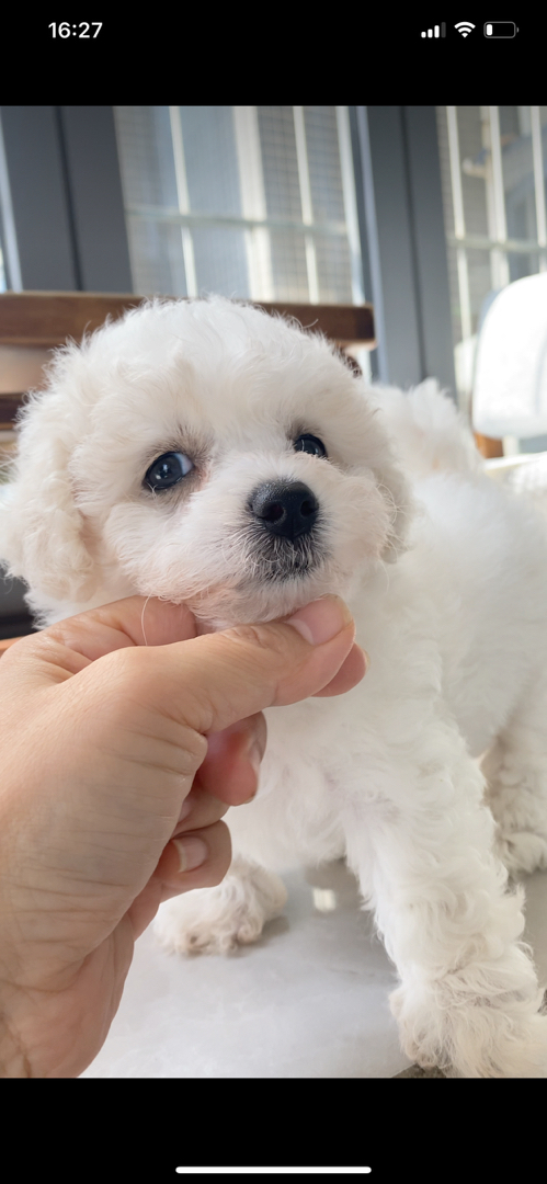 可爱比熊犬，圆眼卷毛超萌，性格温顺，是贴心小伴侣