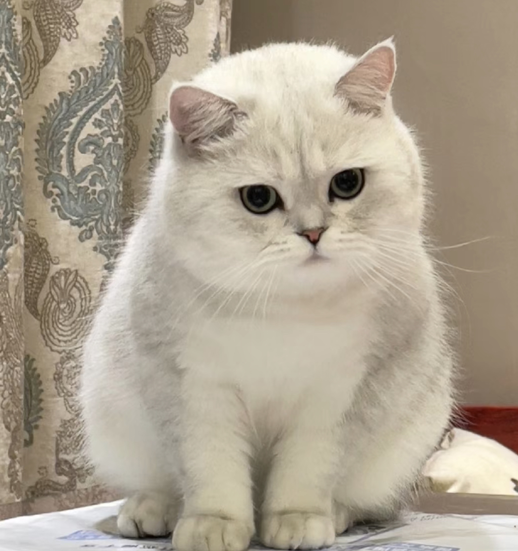 银点猫咪❤️银渐层猫咪❤️英国短毛猫猫咪