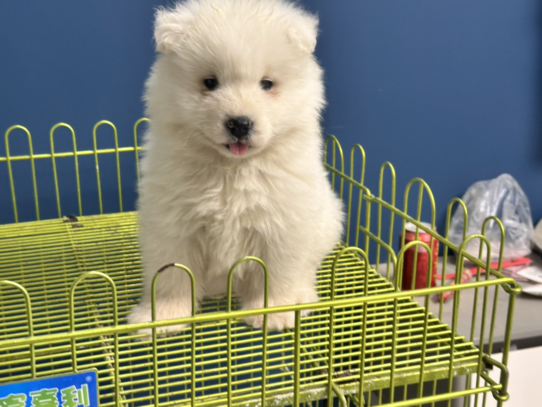 萨摩耶幼犬，雪白蓬松，颜值爆表，温顺可爱萌翻天