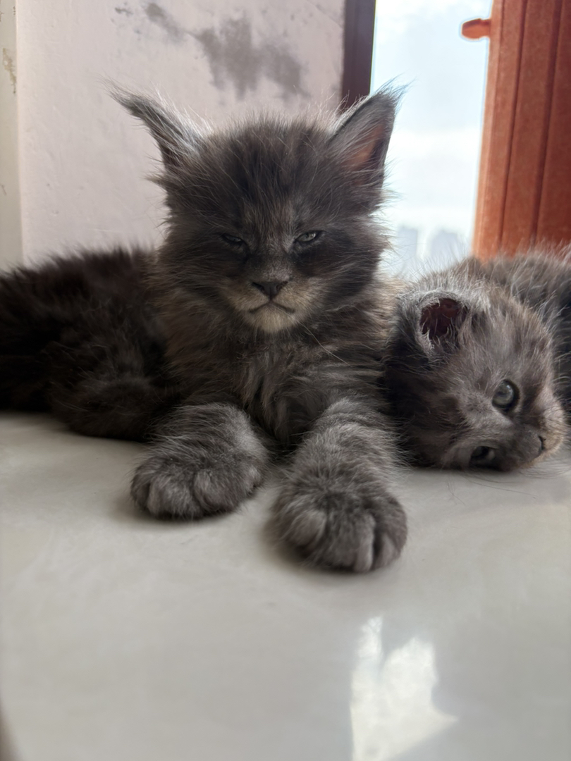 缅因猫，体型大毛发浓密，霸气又温柔的喵星人