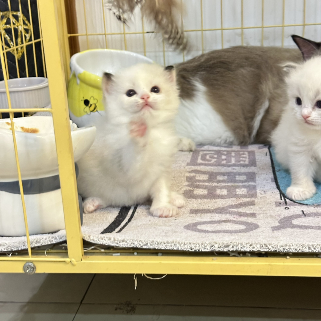 布偶猫，有想要的私信我哈❤️