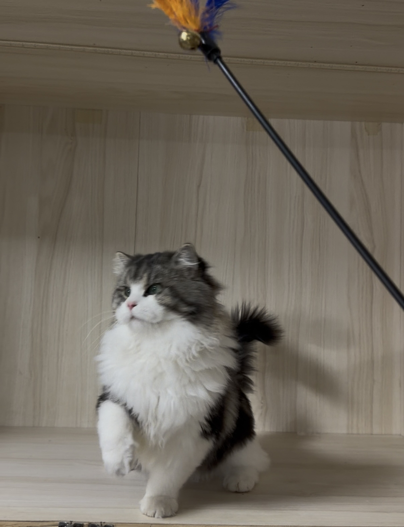 威武霸气的西森棕虎加白弟弟却是只嘤嘤怪？