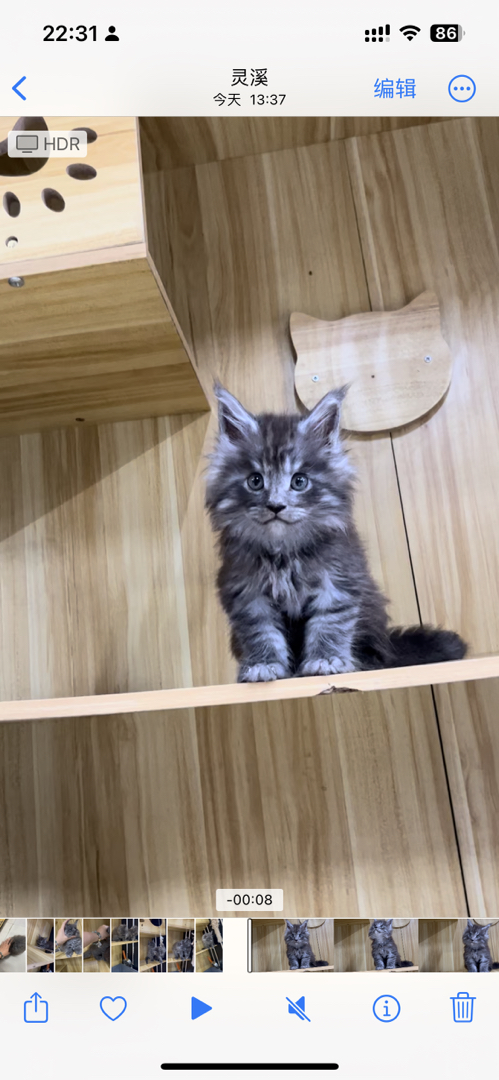 自家大猫生的，看上可联系