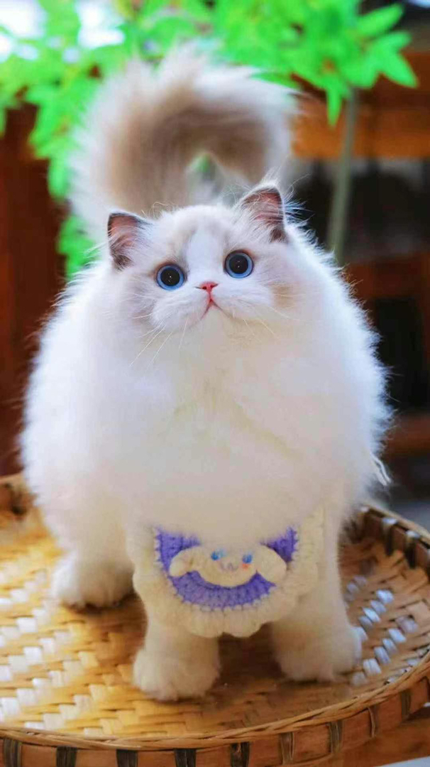 布偶猫宝宝❤平台推荐