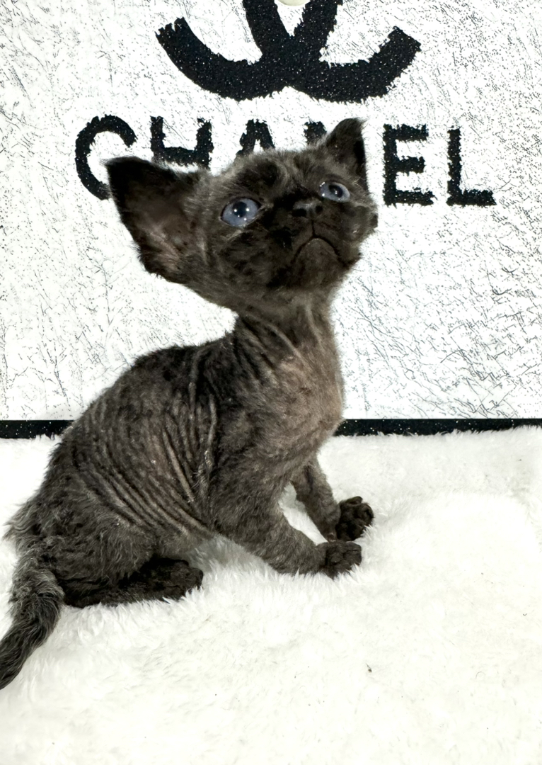 纯黑长毛弟弟，缺种公的来