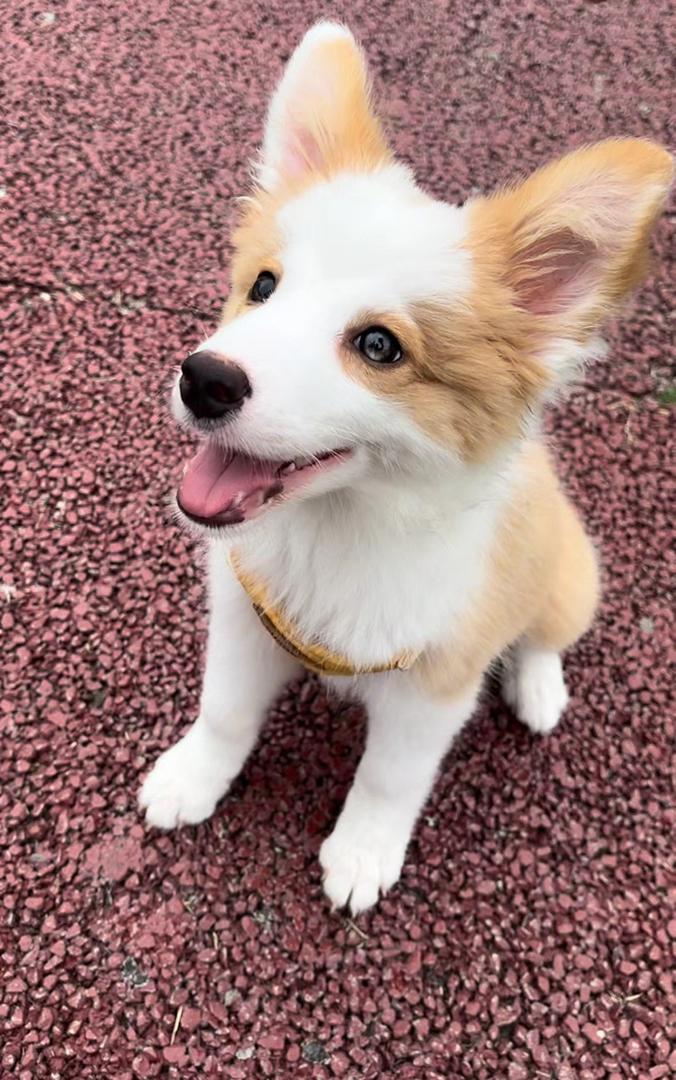 可爱边牧犬，颜值高性格好，小短腿大耳朵超萌 1000 带走