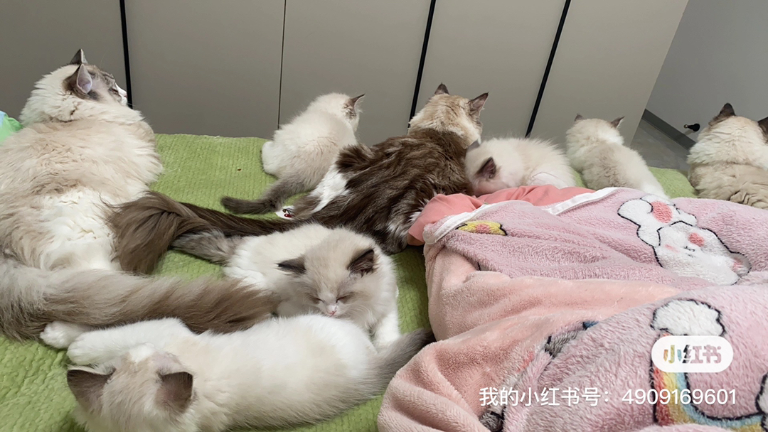 潍坊铲屎官们，五只布偶，一母四公等你带回家