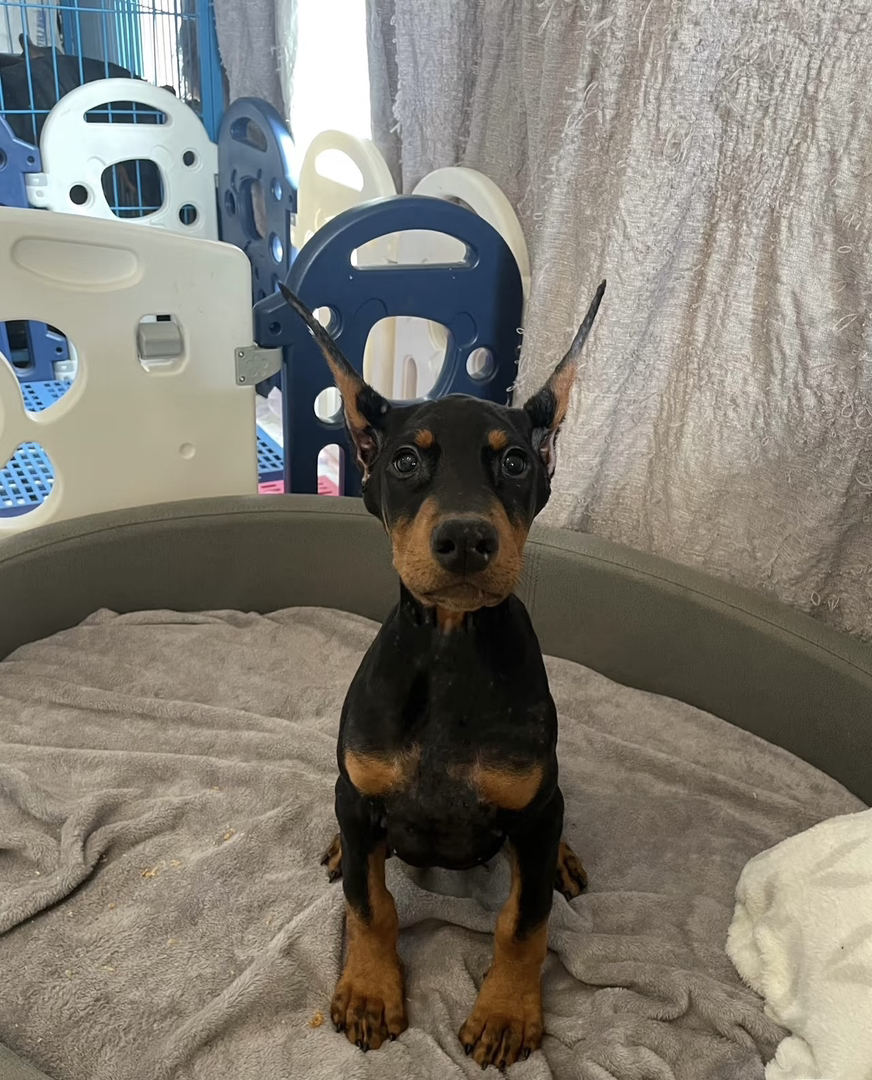 小鹿犬幼犬，小巧玲珑，活泼可爱，理想的宠物伴侣