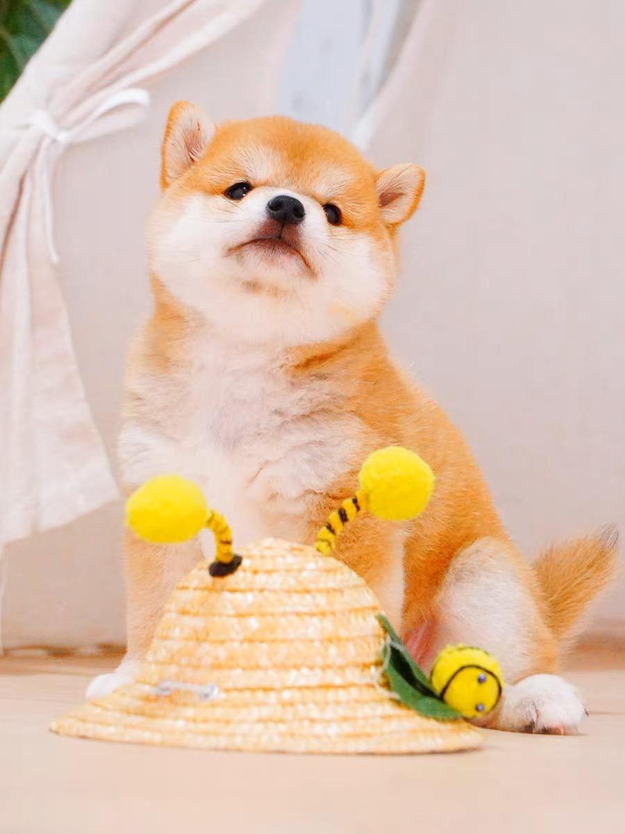 双血统柴犬宝宝