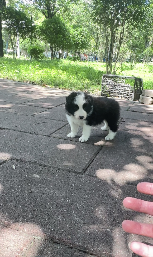 边境牧羊犬