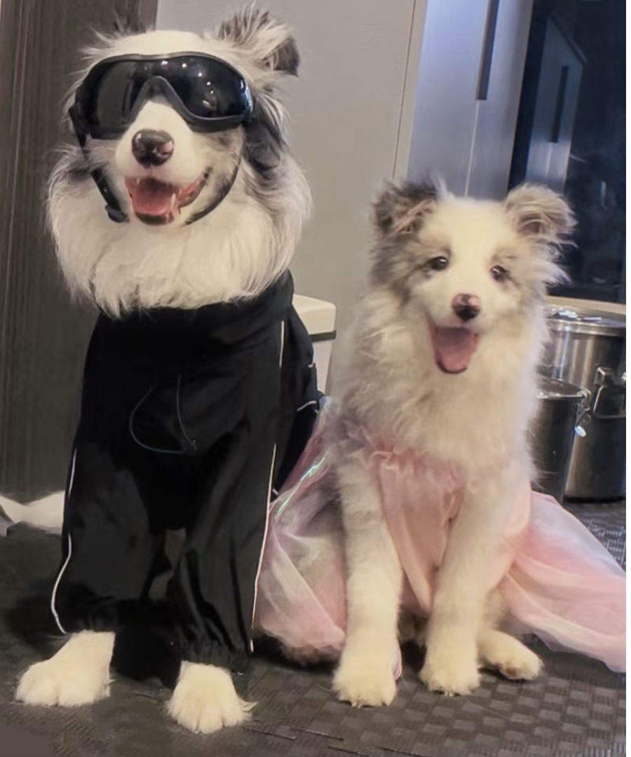 高端陨石色边境牧羊犬❤️七白三通❤️梦幻星空背
