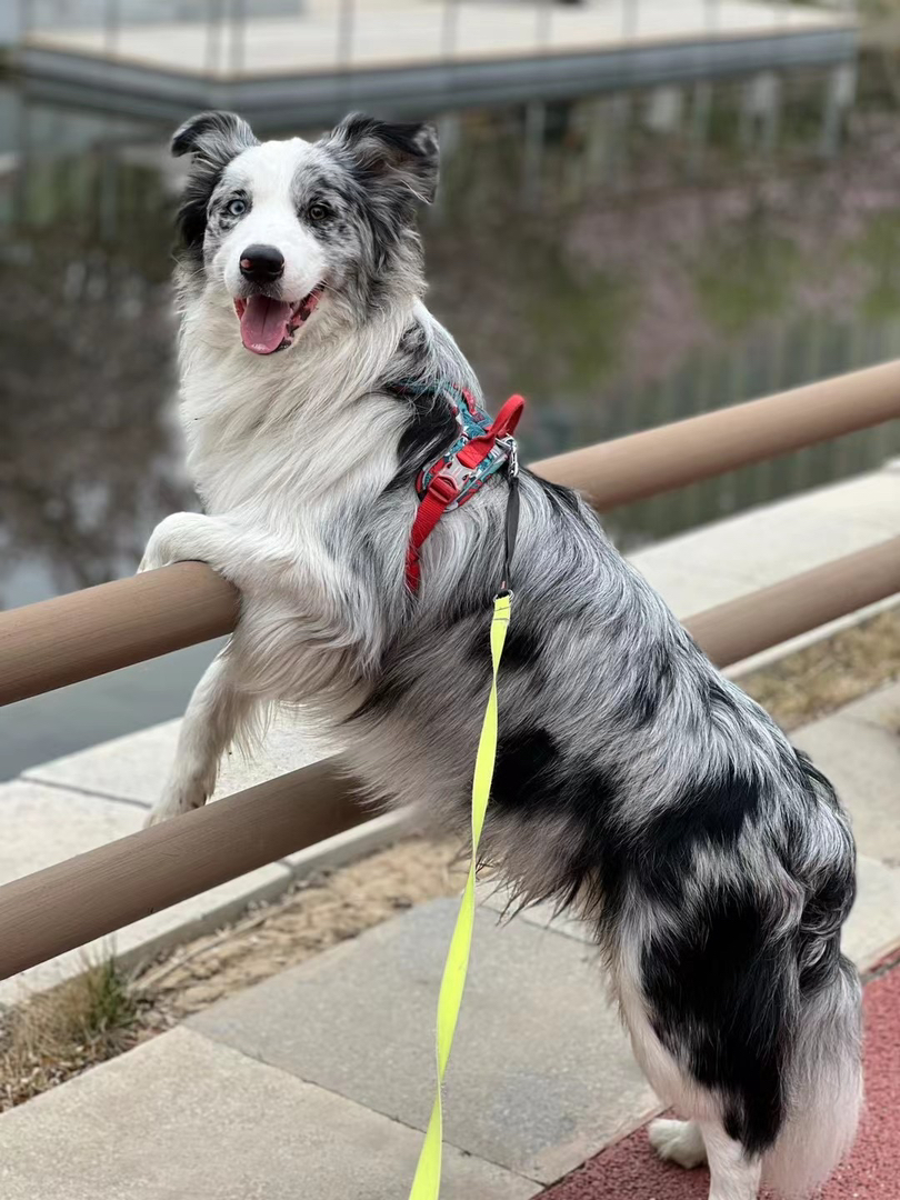 大骨量陨石色边牧❤高端犬舍 不卖破狗