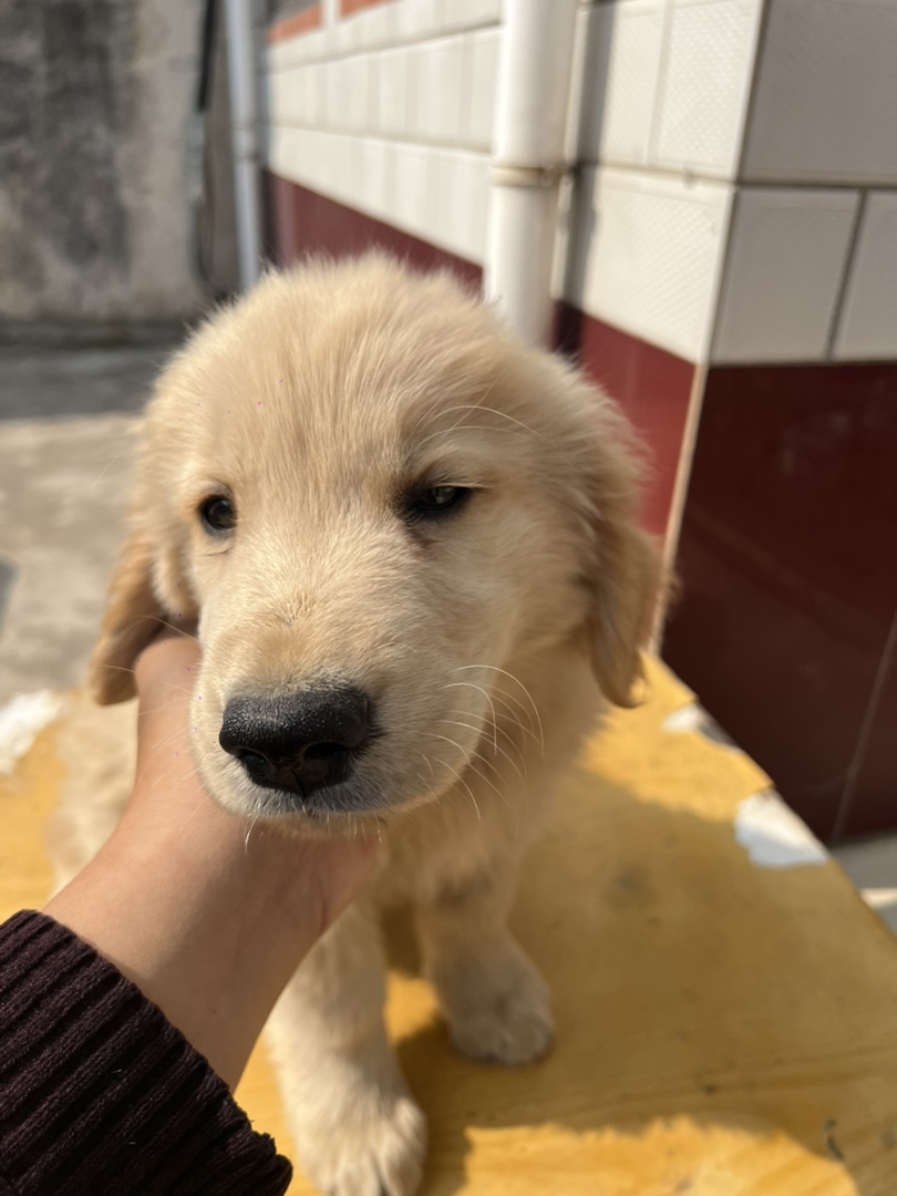 双血浅色系金毛