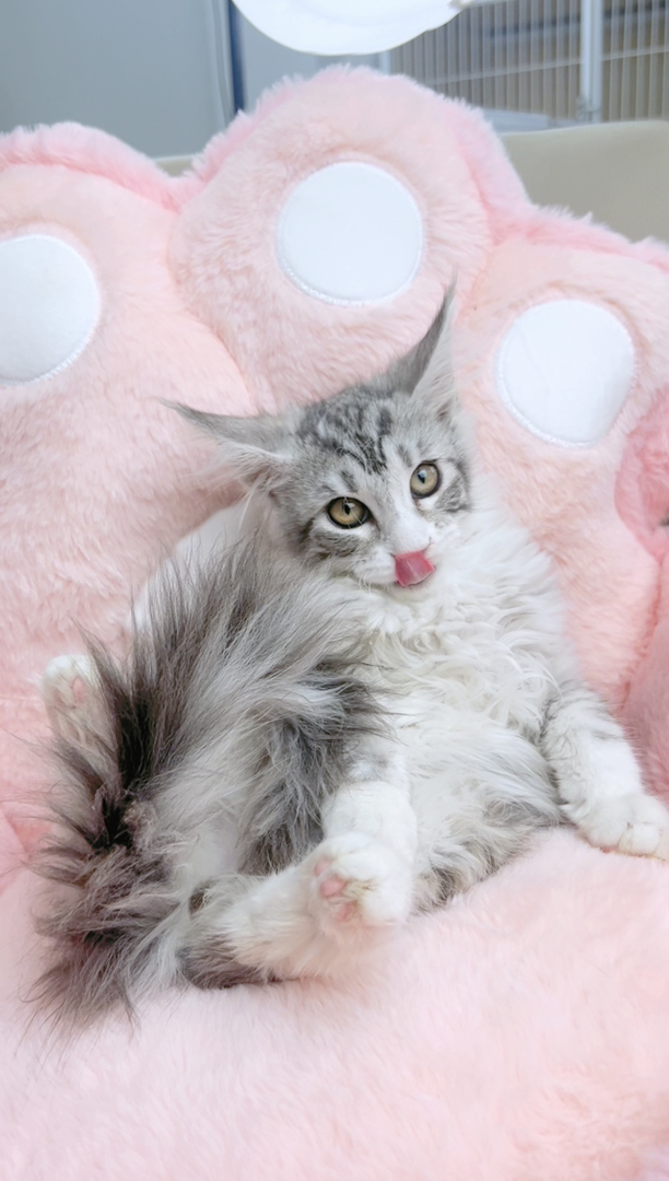 缅因银虎加白妹妹五粉(粉鼻子+粉脚垫)