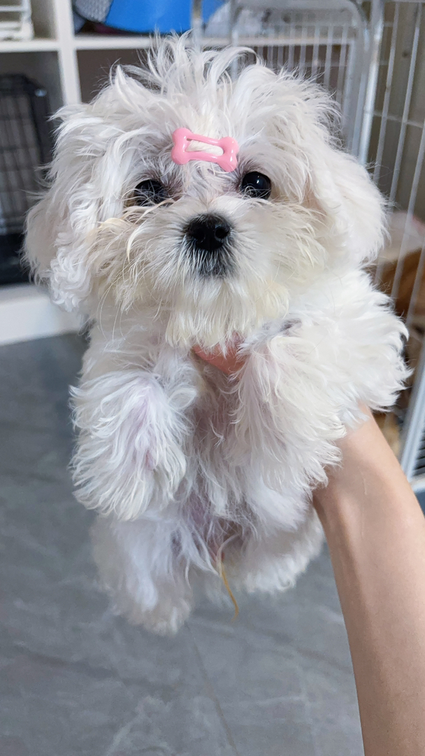 马尔济斯犬