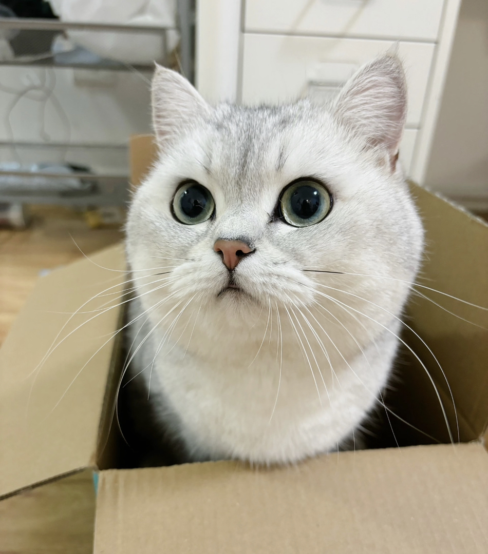 银渐层猫咪，大眼萌物，毛发柔顺，颜值与可爱并存