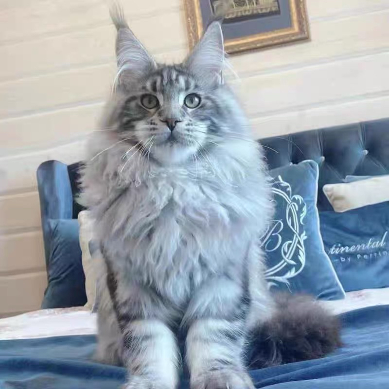 缅因猫,毛发浓密似狮,威风凛凛,温柔巨人可盐可甜