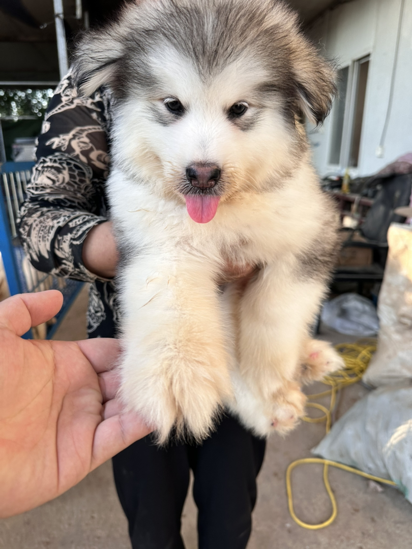 阿拉斯加幼犬，毛厚可爱，性格友好，绝佳陪伴宠物