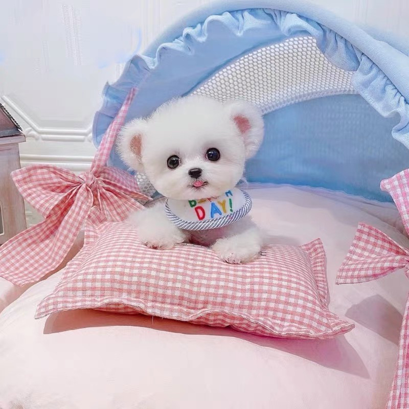 飞耳比熊幼犬，白色萌宠，乖巧可爱，生日氛围感满满