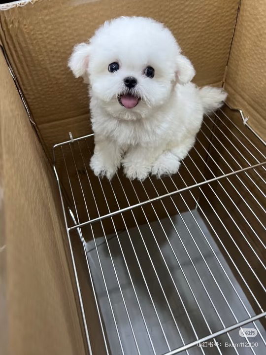 可爱韩版小体比熊犬，浑身雪白似棉花糖，萌态十足惹人爱