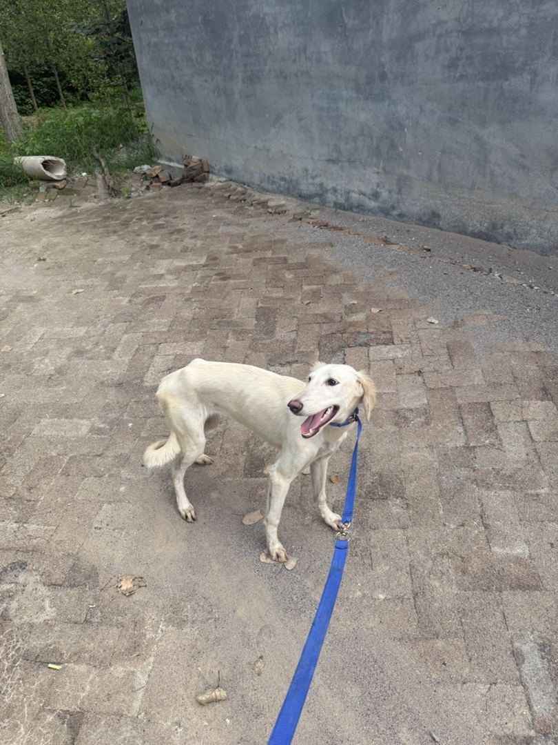山东细犬,6个月,疫苗齐全喜欢带走