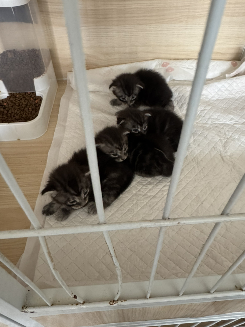 自家缅因猫生了一窝小宝贝，有银虎斑色 烟灰色，小猫们都很健康活泼