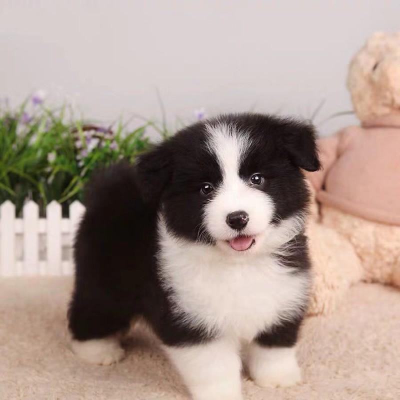 双血统赛级边牧❤边境牧羊犬