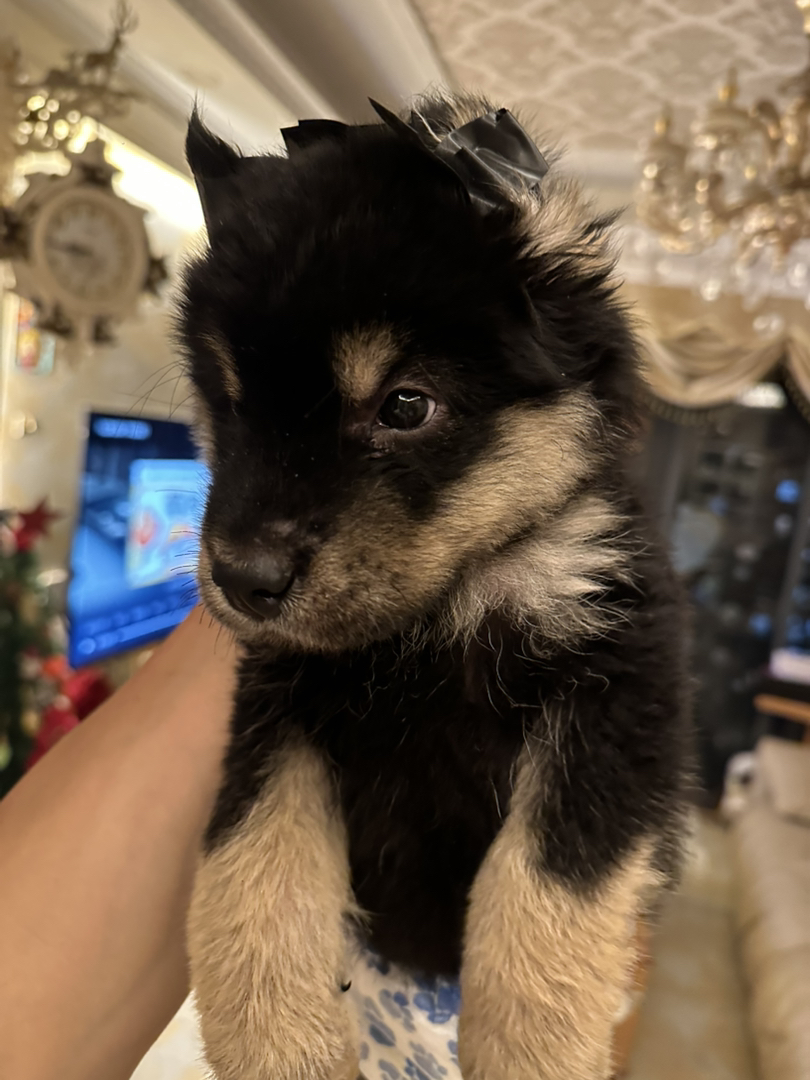 超爆毛四眼铁包金田园犬，绒娃娃手感，超乖，跟人，卷尾小风车，性格开朗活泼