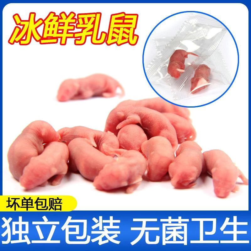 冷冻小白鼠乳鼠红皮粉皮爬宠饲料宠物蛇乌龟蜥蜴喂猫狗角蛙