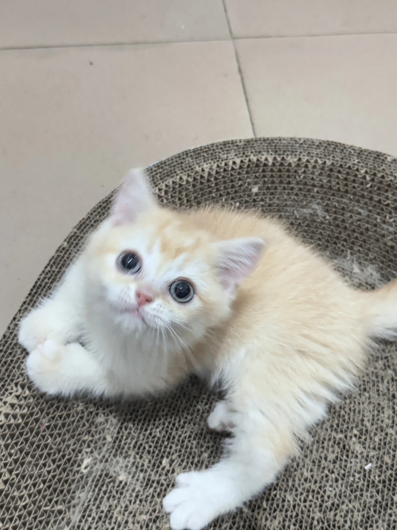 金渐层幼猫,颜值超高,软萌可爱,养猫首选,12色红金弟弟