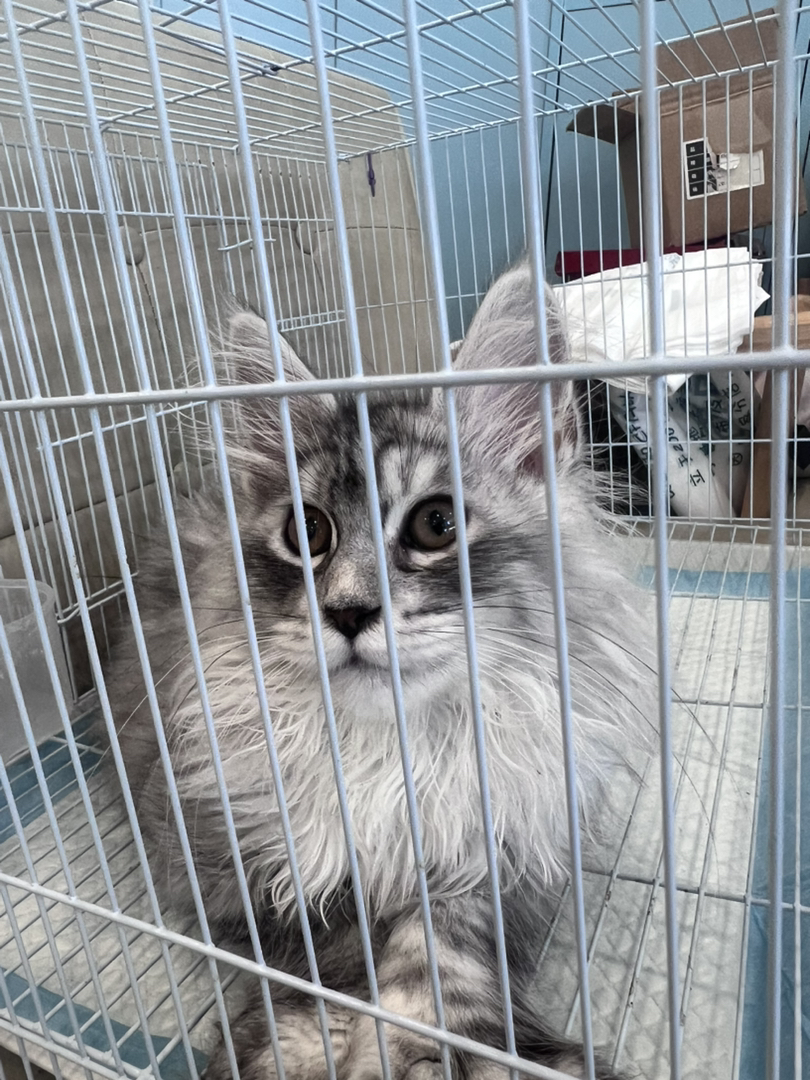 缅因猫幼崽，颜值爆表，体型健硕，温柔巨猫的不二之选