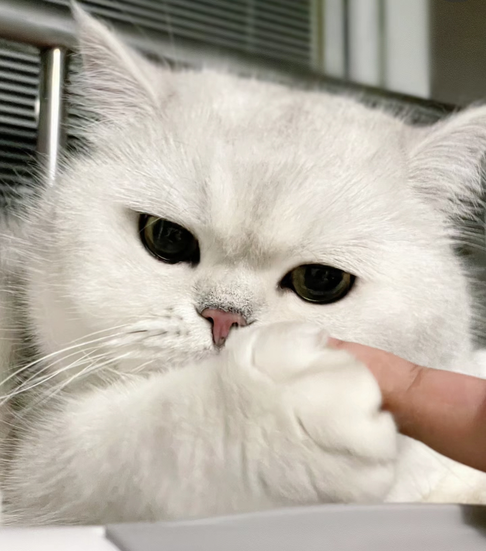 大胖脸银渐层猫咪❤️双血统大骨量