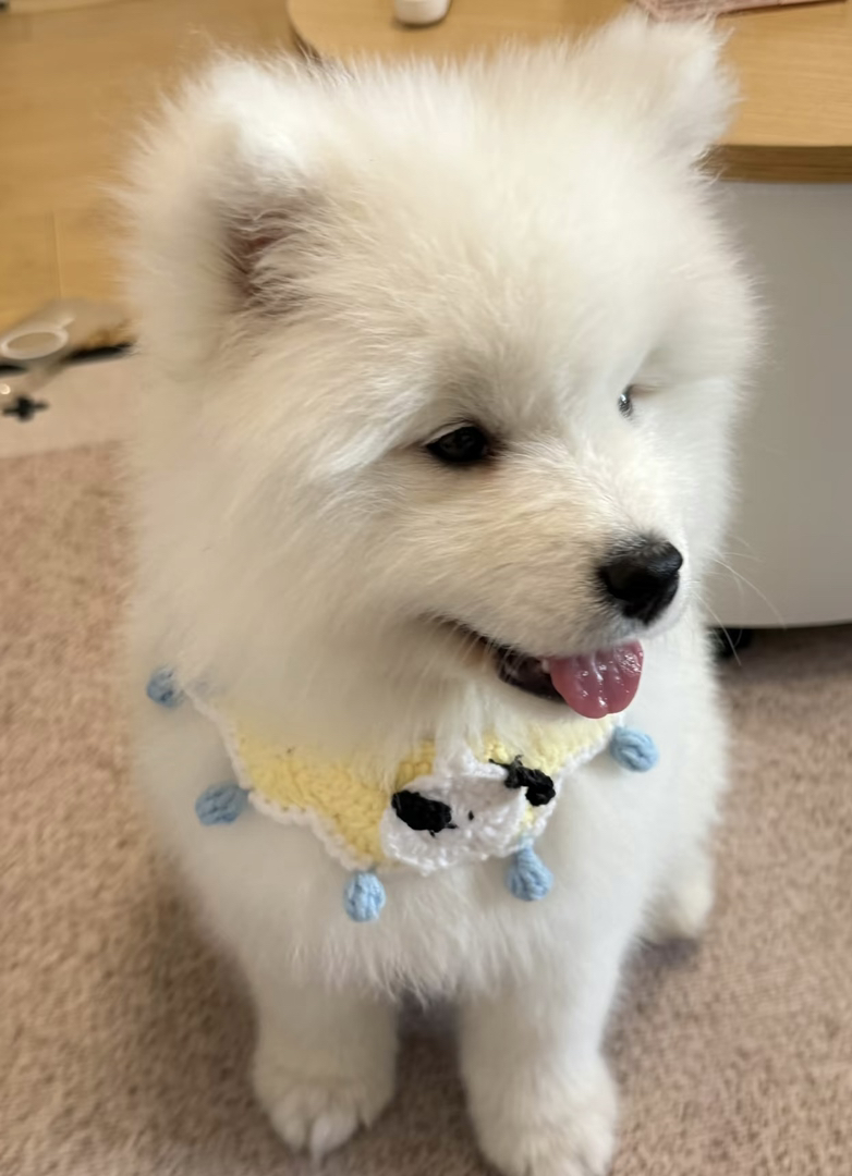 可爱萨摩耶幼犬，毛白如雪，活泼好动，萌宠首选