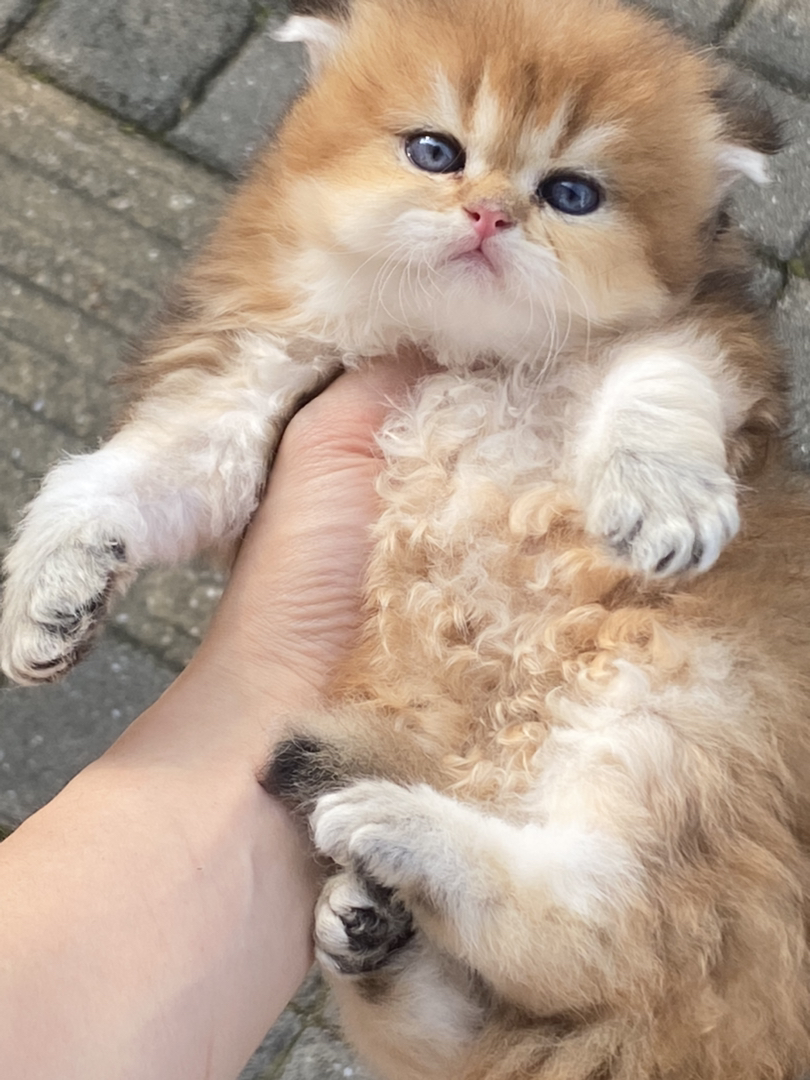 新脸版长毛金渐层