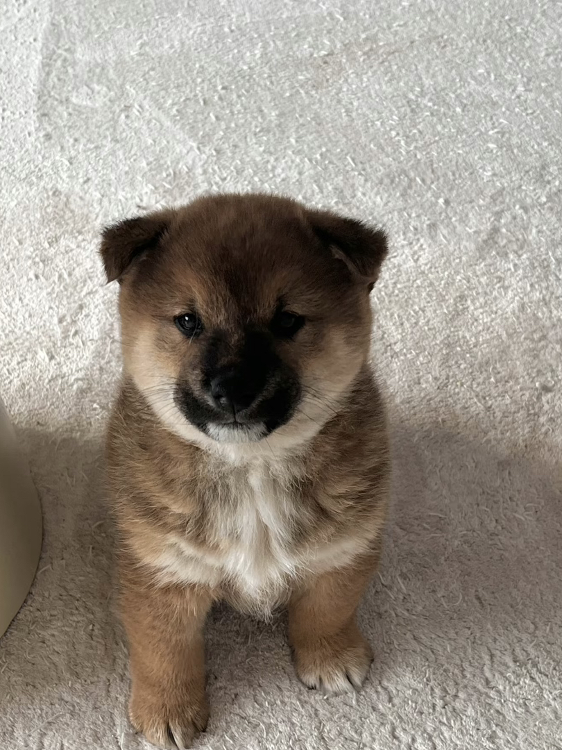可爱柴犬幼犬，颜值爆表，忠诚聪明的最佳伴侣