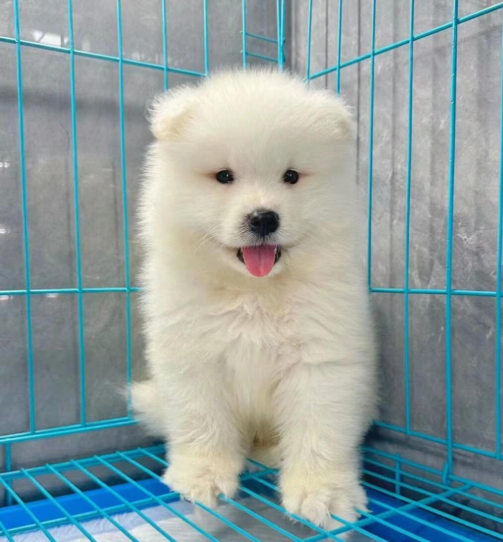 可爱萨摩耶幼犬，雪白蓬松，笑容治愈，萌化人心