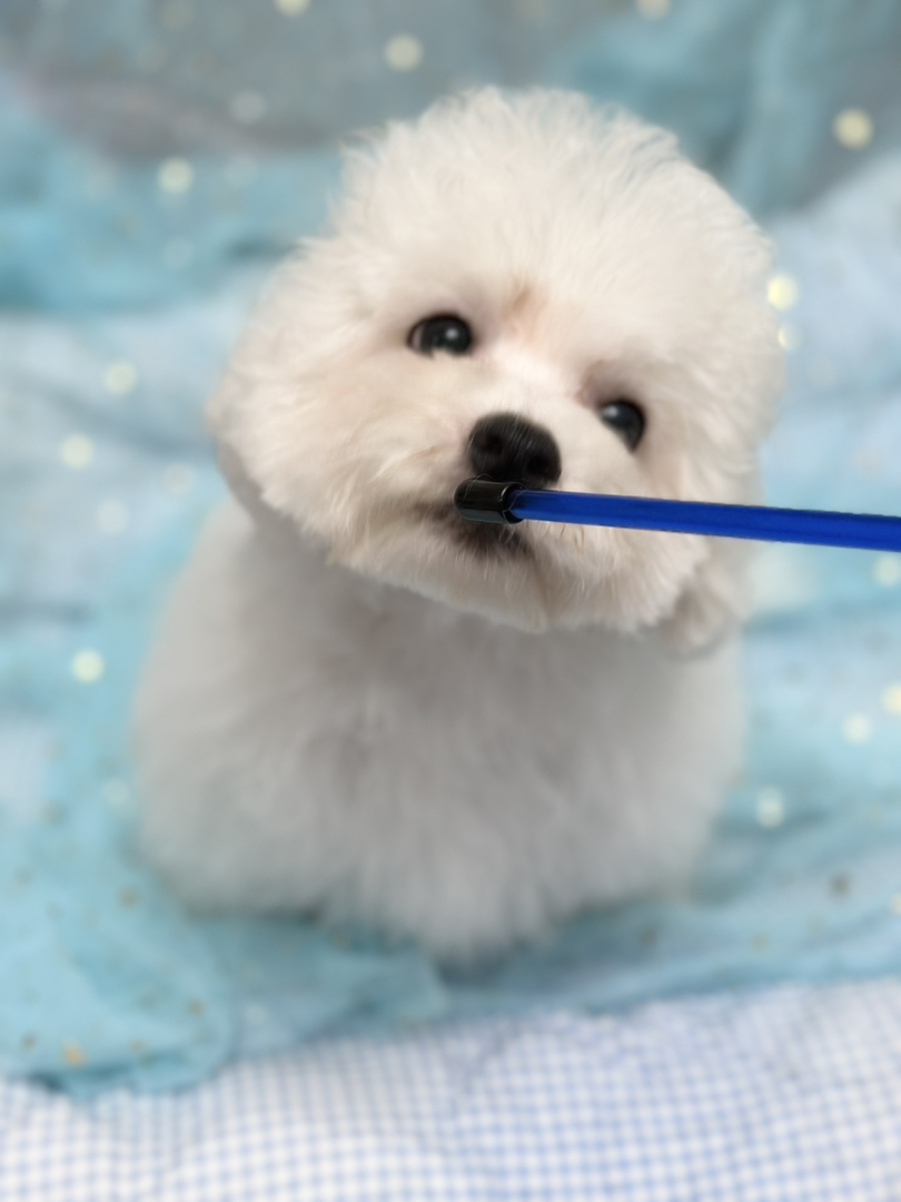 比熊幼犬找个爱它的家，温暖小狗