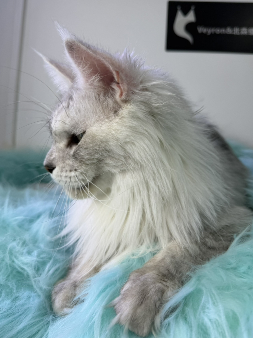 顶级缅因繁育种猫