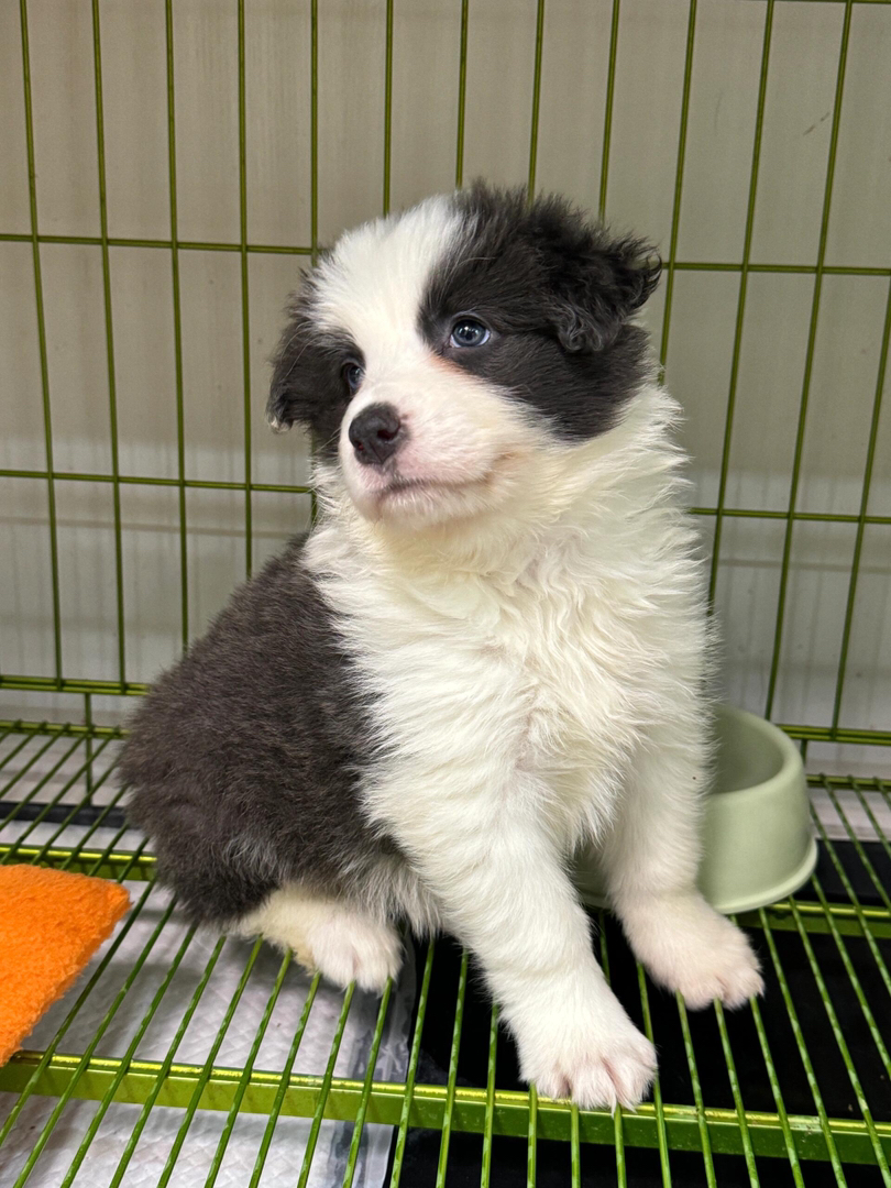 黑白边境牧羊犬幼犬,颜值高智商高,养宠首选