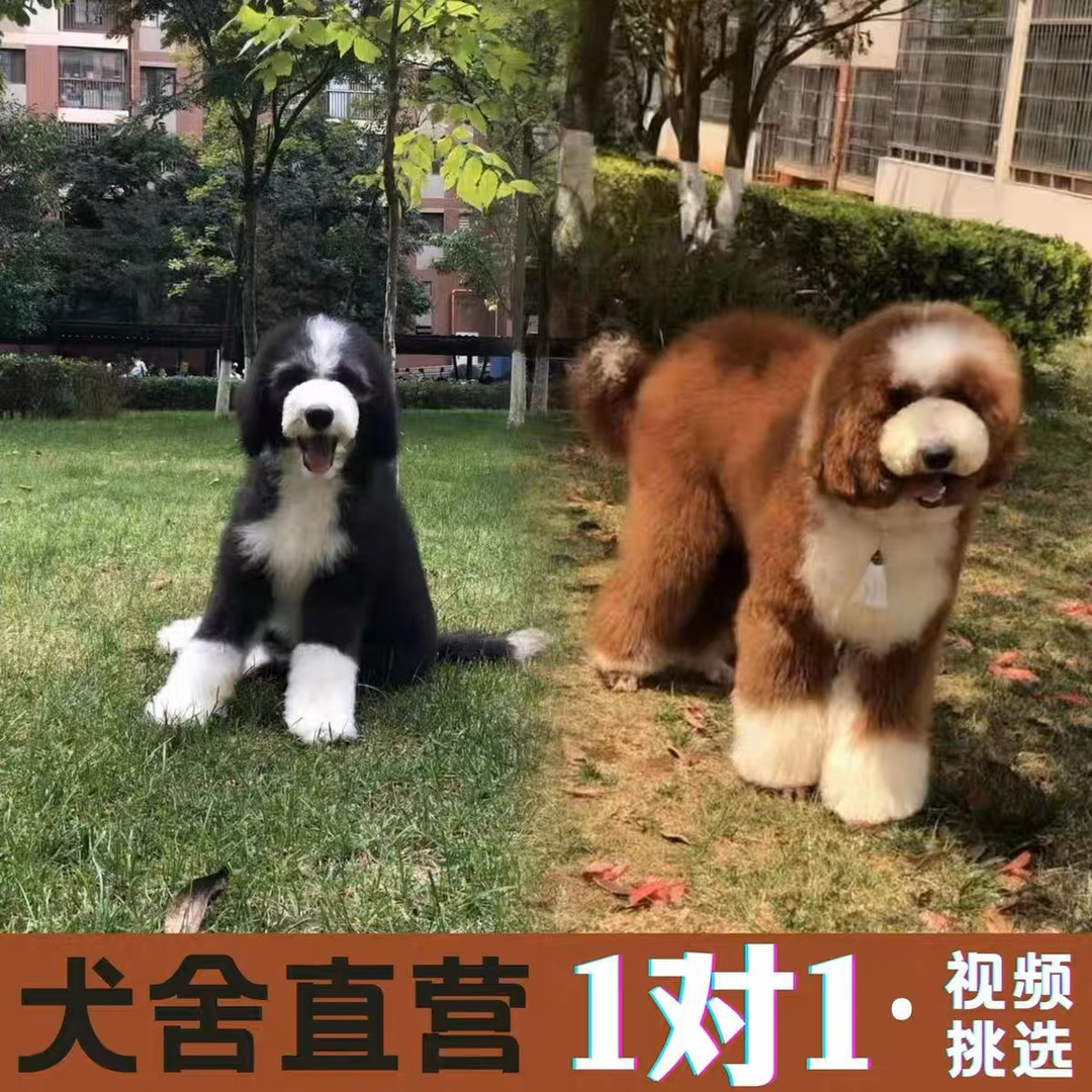 各种颜色花巨贵犬❤️灰色巨贵