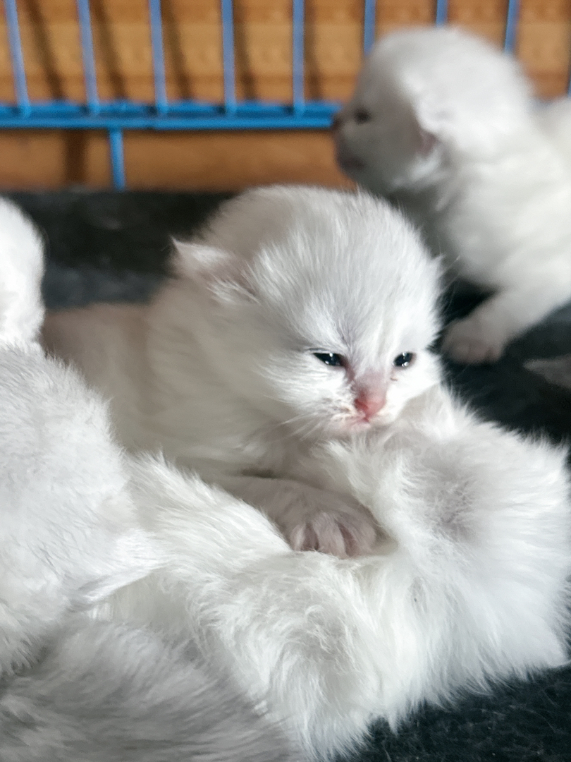 自家繁殖的金吉拉小猫咪可提前预订啦！