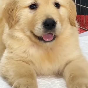 金毛幼犬,可爱活泼,性格温顺,适合家庭养殖