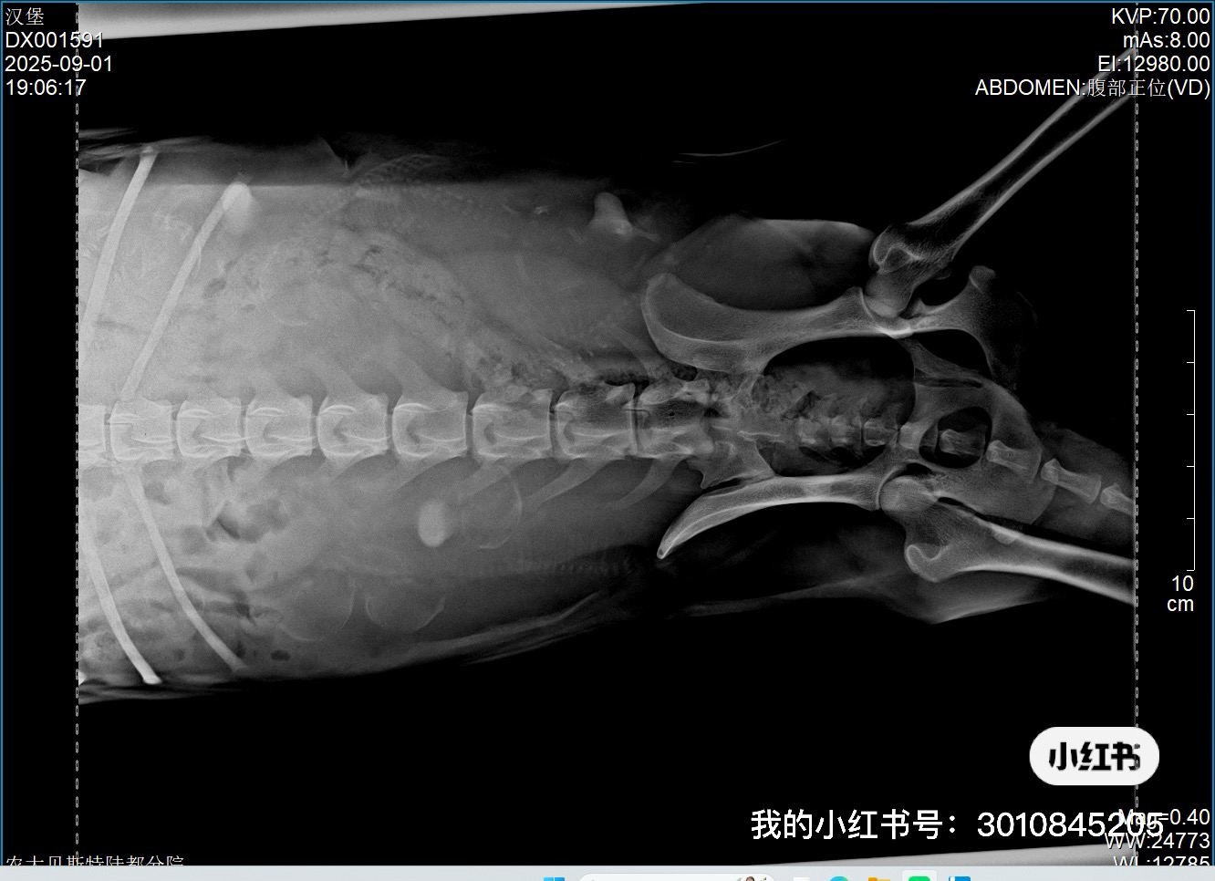 双血统边牧稀有色宝宝预售