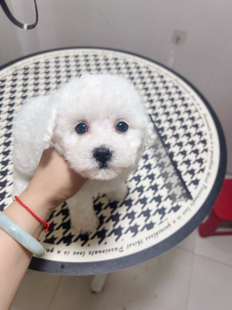 比熊幼犬
