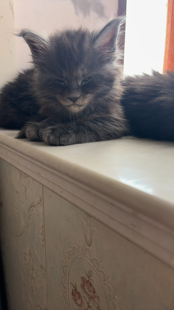 缅因猫，体型大毛发浓密，霸气又温柔的喵星人