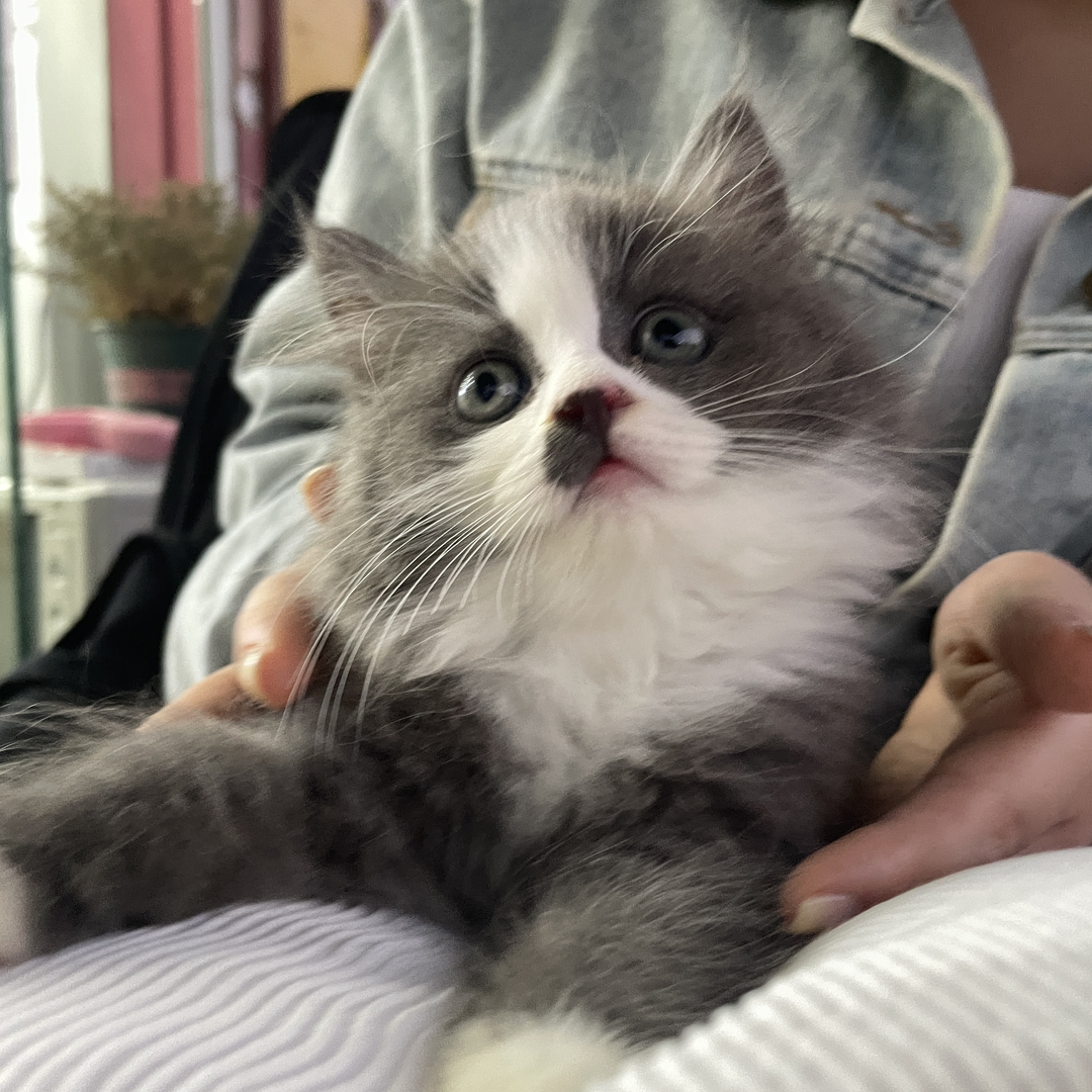 蓝白长毛 性格很好 胆子大 是大家口中的小狗猫