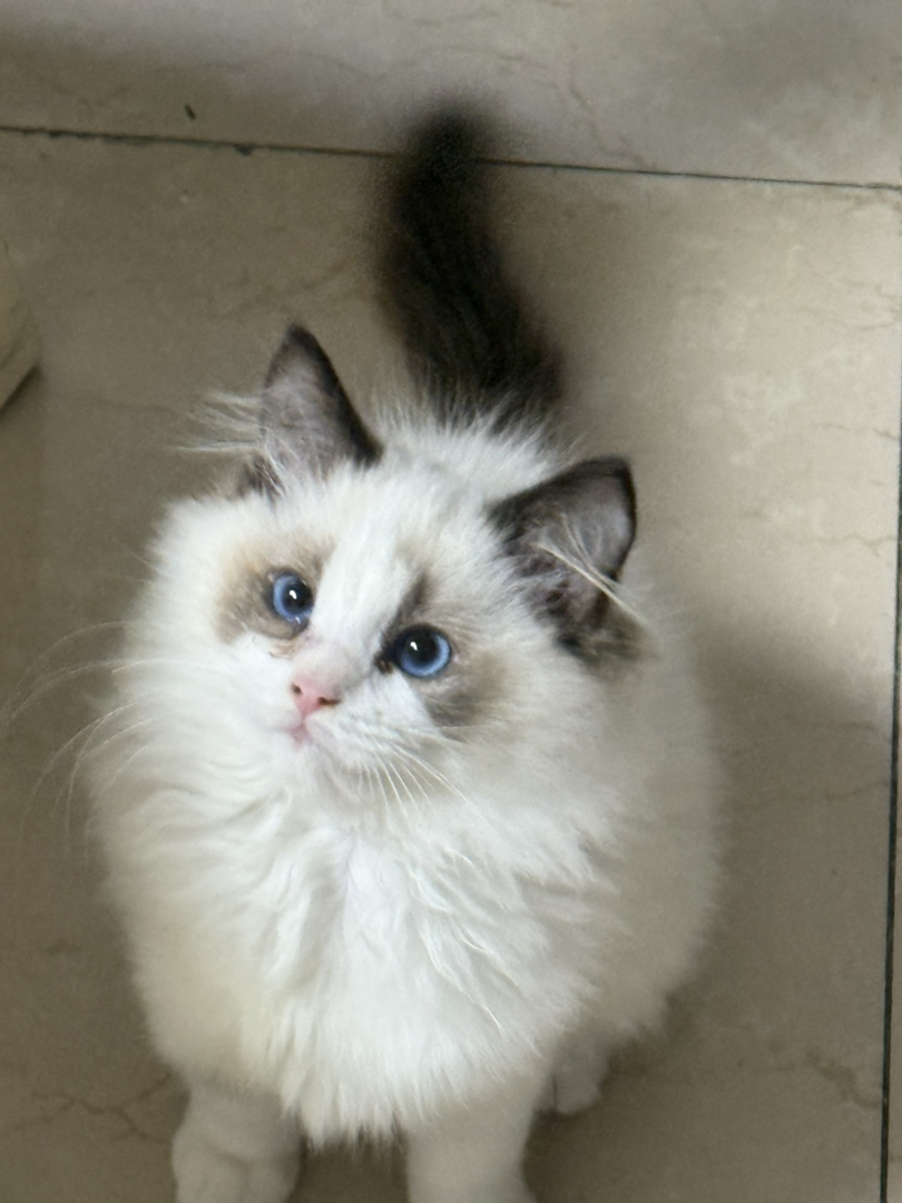 纯正自己家生的绝非猫贩子