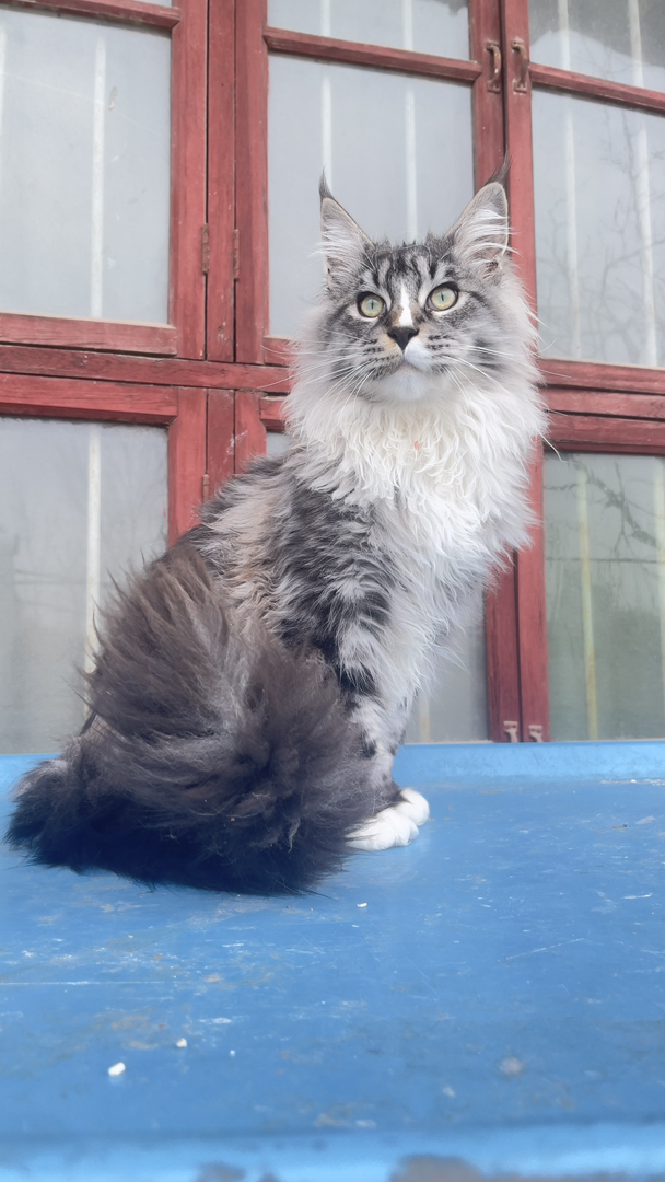 7个月12斤大体格缅因猫