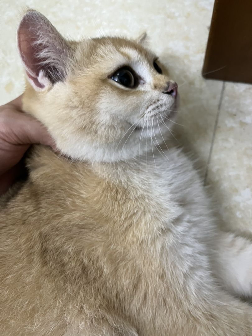 金渐层公猫已绝育三针已打