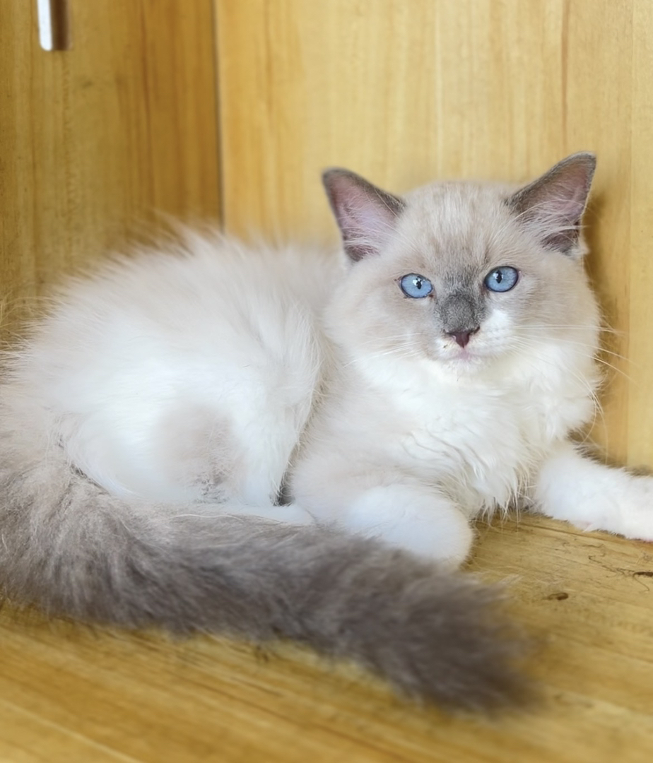 布偶猫幼崽，蓝眼白毛颜值高，性格温柔，养猫首选 公母都有600一只